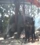 Sick elephant has to be craned upright to receive medicine in north India