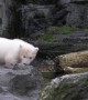 Heartwarming moment polar bear cub takes her very first steps into the outside world