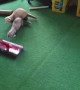 Ferrets OBSESSED with Vacuum