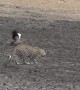Mother Goose Outsmarts Leopard