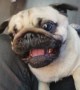 Perfect Pugs
