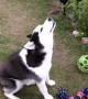 Sassy Huskies