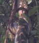 Twelve Foot Python Climbs Tree