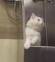 Cat Tries to Beg His Way Out of a Bath