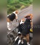 Let's go for a ride! Beagles love to hop in their owner's motorbike sidecar