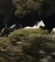 Runaway horses gallop along road at midnight in Shanghai