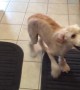 Dog Can\'t Contain Excitement for his Food