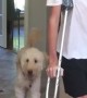 Dog hilariously mocks teenager\'s broken leg \'walk\'