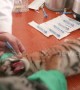 Tiger cub becomes crybaby on getting his first injections at Chinese zoo