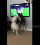 Dog tries to catch the football during a game of soccer on the TV