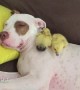 Rescue puppy adorably naps with foster ducklings