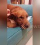 Owner finds "missing kitten" under Golden Retriever's big ear