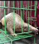 Java police expose endangered animal smuggling syndicate