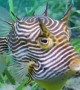 Curious Cowfish Swims by Diver
