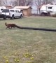 Is this Dog Just Really Long?