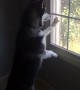 Husky can\'t contain himself after spotting deer herd in front of house
