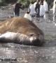 Penguins almost squashed as giant elephant seal chases them across beach