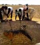 Team of villagers fish crocodile out from 30-foot drywell in west India