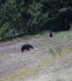 Bear with mysterious blue head caught on camera