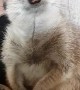 Meerkat is So Sleepy