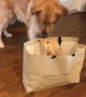 Golden retriever's super-excited reaction to a new puppy little sister