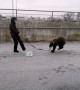 Bear has the best time while going for a walk in Russia