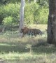 Huge Tiger Strolls Through Herd of Spotted Deer