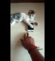 Naughty kitten won't let his owner use the phone