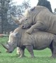 Mating rhinos shock visitors at UK wildlife park