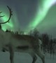 Reindeer amazingly poses under the Aurora Borealis