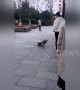 Stray dog pretends to be disabled to beg food from people