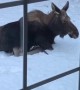 Moose Chills Outside Woman's Home