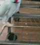 Talkative Parakeet Loves Giving Foot Kisses