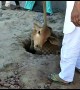 Cow pulled from 40-foot pit in India after 6-hour rescue