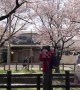 Cherry blossom or "sakura" reaches peak in Japan