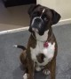 Boxer hilariously wants to take a rain check on bath time