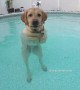Labrador stands upright in a pool for no reason at all