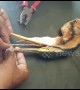Vet saves crane's life by pulling out cruel bait spike from its throat