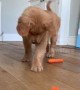 Who needs toys? Puppy hilariously plays with carrots