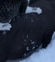 Hog Gives Cat a Ride Through the Snow