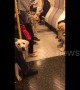 London Underground carriage filled with guide dogs on training day out