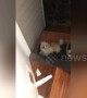 Caught red-pawed! Cheeky dog gets caught stealing toilet roll