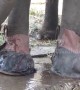 Wild elephant with injured feet given 'shoes' to let it walk back into the jungle