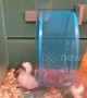 Ruthless hamster spins siblings around wheel at Canadian pet store