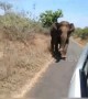 Wild elephant chases tourist car along rural road in south India