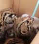 Three starving leopard cubs rescued after being orphaned in rural Thailand