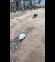 Bird freaks out while playing with a piece of bark at Australian bird sanctuary