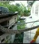 Python raids hutch and swallows pet rabbit in Thailand