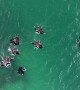 Reef Manta Rays Dancing Together