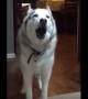 Stubborn Husky throws hilarious mid-day temper tantrum